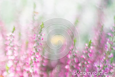 Horizontal blurred botanical background with heather flowers in sparkles and bokeh effect. Copy space Stock Photo