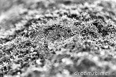 Horizontal bright black and white grass moss bokeh Stock Photo