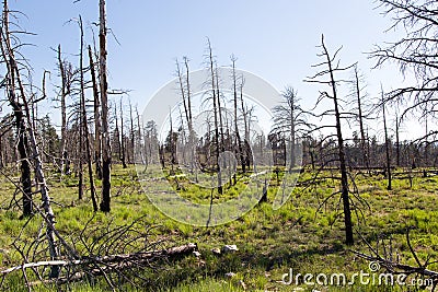 Horizontal burnt forest at Bryce Stock Photo