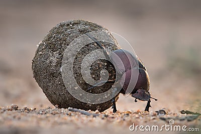 Close up of a dung beetle rolling its dung ball Stock Photo