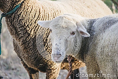 Close up of dirty white sheep face looking directly into camera. Sweet looking cute sheep. Stock Photo