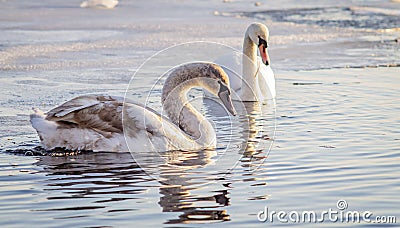 Horizontal color photograph of a pair of swans in the water, with the frozen edges of the pond in the distance. Stock Photo