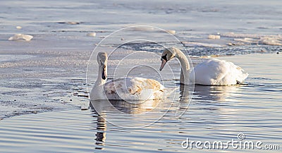 Horizontal color photograph of a pair of swans in the water Stock Photo