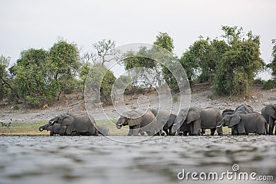 A herd of elephants swimming Stock Photo