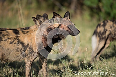 A horizontal, colour image of a pack of African wild dogs, Lycaon pictus, or painted wolves, on the hunt in the Okavango Delta, B Stock Photo