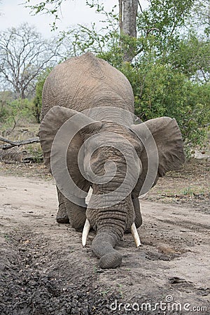 An African elephant playing on a dirt road in the Greater Kruger Transfrontier Park. Stock Photo