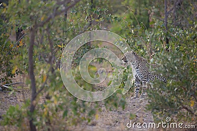 A distant leopardess in foiiage Stock Photo