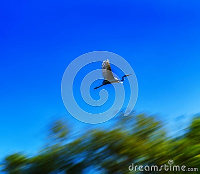 Horizontal flying stork in motion Stock Photo