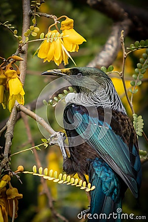 New Zealand native songbird the Tui in native kowhai tree sucking nectar from bright yellow spring flowers Stock Photo