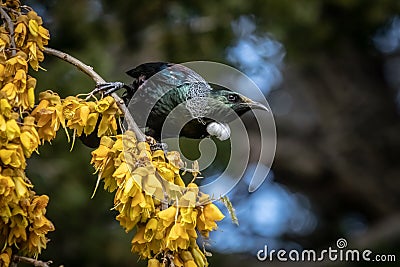 New Zealand native songbird the Tui in native kowhai tree sucking nectar from bright yellow spring flowers Stock Photo