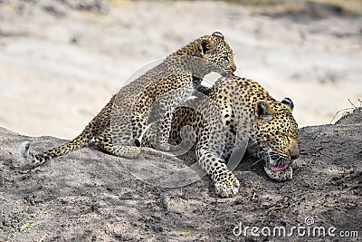 Leopard and cub resting in the shade Stock Photo