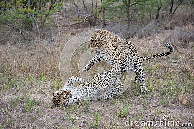A mating pair of leopards tussling. Stock Photo