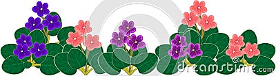 Horizontal group of flowering African violets Saintpaulia with flowers of different colors Stock Photo