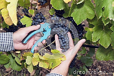 Horizontal Harvesting Secateurs Hands Man Grape Syrah Stock Photo