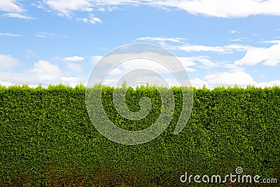 Horizontal Hedge Stock Photo