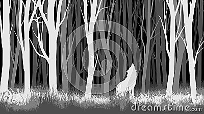 Horizontal illustration of night forest with wolf. Vector Illustration