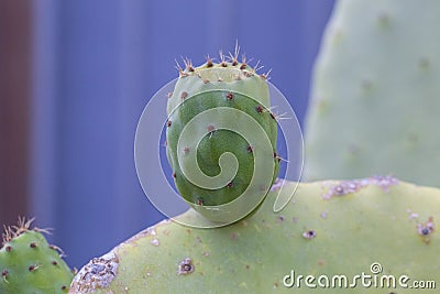 close-up with detail of a typical fruit called prickly pear still Stock Photo