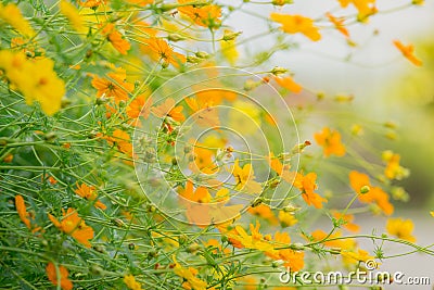 Horizontal image. The flowers tree are tilted. beautiful nature background of yellow blossom cosmos flowers. Stock Photo