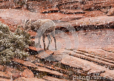 Horizontal imaged of a young desert big horned sheep in a snowstorm Stock Photo