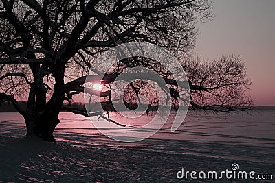 Silhouette of a single huge old naked tree during pink sunset Stock Photo
