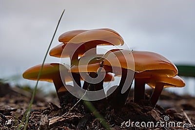 Group of mature orange toadstool mushrooms with wide wet convex caps Stock Photo