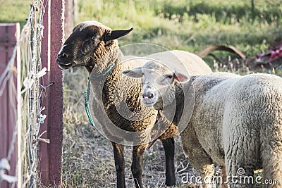 Brown sheep and white sheep looking slightly bored in a grass field, next to a chain link fence. Stock Photo