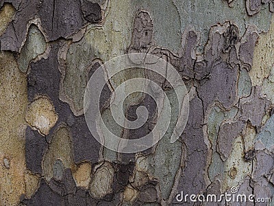 Horizontal photo of green, yellow and gray bark textures Stock Photo