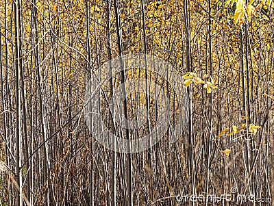 Horizontal photo of a group of young aspen trees with yellow foliage is against the blurred background in the forest in Stock Photo