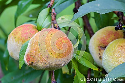 Horizontal photo of peach on a tree Stock Photo