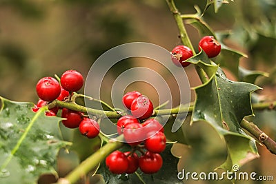 Ripe red European Holly or Christmas Holly tree fruits in forest Stock Photo