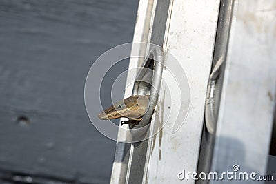 Small Lizard Hiding in the Rung of a Ladder Stock Photo