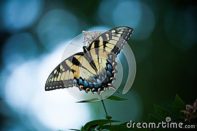 Yellow Butterfly on White Flowering Bush Stock Photo