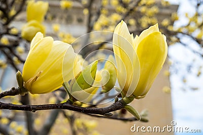 Yellow Magnolia Blooms in the Springtime Stock Photo