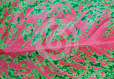 Horizontal of Pink Dieffenbachia Leaf Textured Background Stock Photo