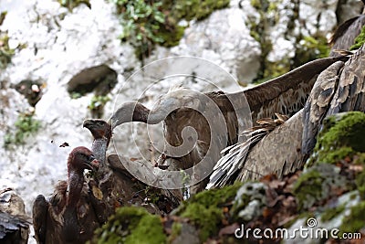 horizontal portrait of a group of vultures disputing their carrion, the carcass of a fallen sheep. the leader of the group brings Stock Photo