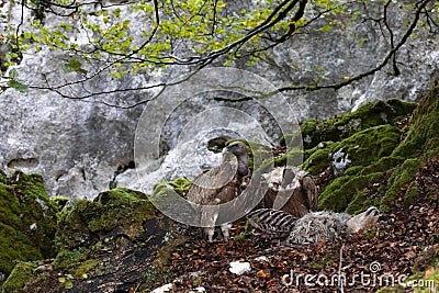 horizontal portrait of two vultures eating a dead bird. birds of prey in their habitat, a beech forest with rock in the background Stock Photo