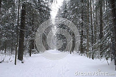 horizontal road forest winter snow fog trees perspective Stock Photo