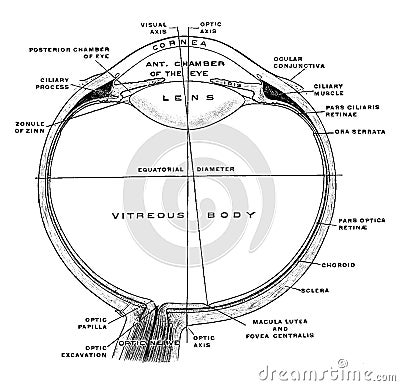 Horizontal Section of Eye, vintage illustration Vector Illustration