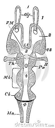 Horizontal Section of a Vertebrate Brain vintage illustration Vector Illustration
