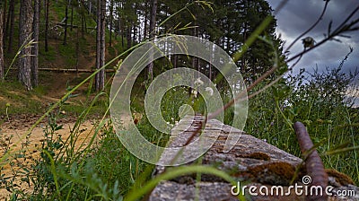 Horizontal shot of an abandoned forest and some greenery under a cloudy sky Stock Photo