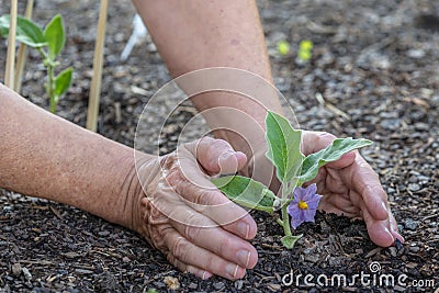 Gardner Tends Baby Eggplant Sprout Stock Photo