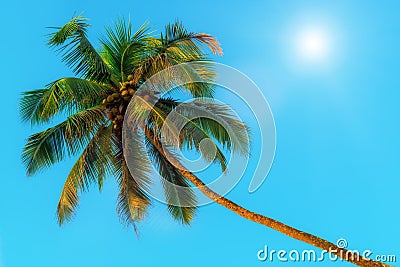 Horizontal shot - green coconut palms and sun. Stock Photo