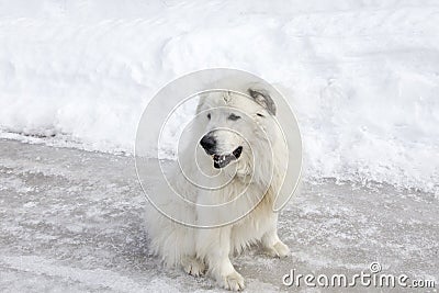 Horizontal shot of huge Pyrenean Mountain Dog sitting unleashed on icy street Stock Photo