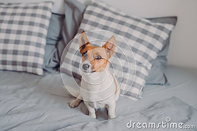 Horizontal shot of pedigree dog on comfortable bed, looks into distance, enjoys comfort in cozy bedroom. Pedigree pet waits for Stock Photo