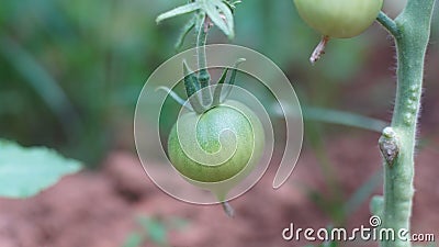 Horizontal shot of a tiny unripe green tomato on a blurred background of a green garden Stock Photo