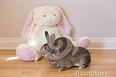 Horizontal side view photo of two adorable brown adult bunny rabbits Stock Photo