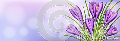 Horizontal spring banner with purple crocus flower Vector Illustration