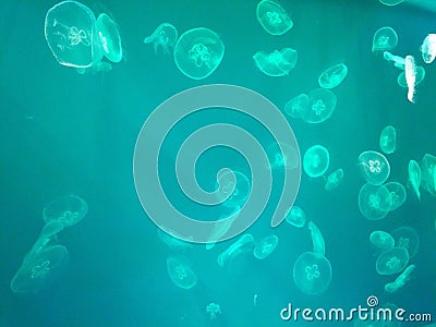 Horizontal turquoise background of many transparent little jellyfish swimming in the water Stock Photo