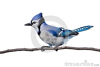 Horizontal view of bluejay perched on a branch Stock Photo