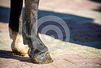 Close Up Of Clear Hooves Of A Standing Horse Stock Photo